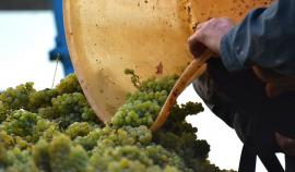 Россия впервые за 9 месяцев возобновила закупки винограда в Грузии